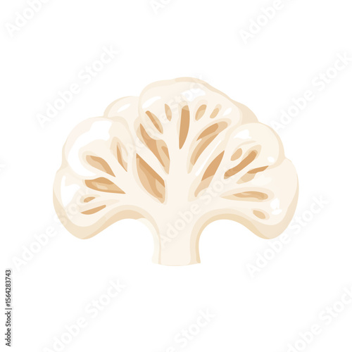 My Simple flat 2D illustration of a icon sliced cauliflower isolated on a white background, vector 2D design, icon, flat 2d illustration art, My vector design