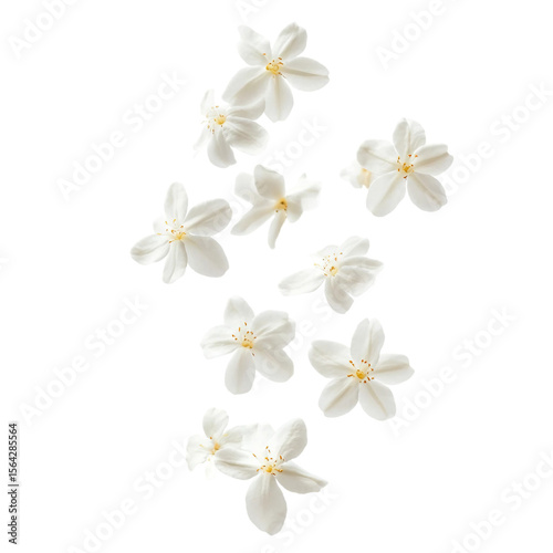 Jasmine bloom A beautifull white flower of Jasmine falling in the air isolated on white background Levitation or zero gravity concept High resolution image.