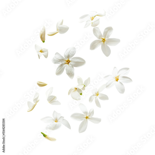 Jasmine bloom A beautifull white flower of Jasmine falling in the air isolated on white background Levitation or zero gravity concept High resolution image.