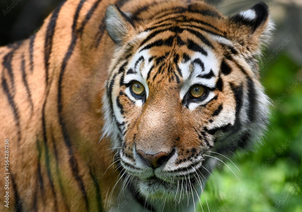 Fototapeta premium tiger in the zoo