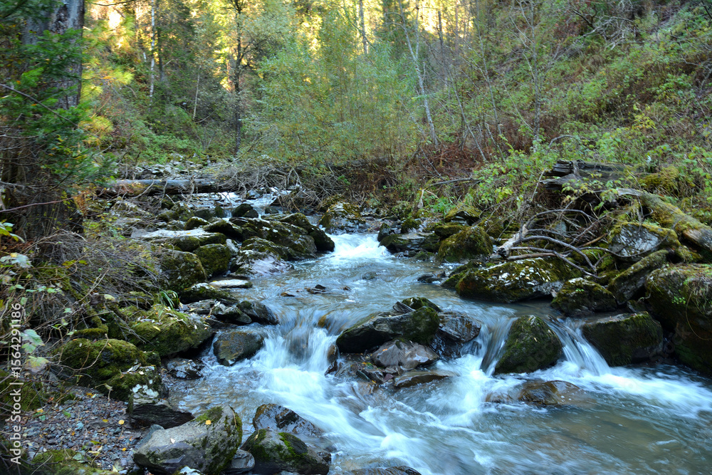 Fototapeta premium A stormy mountain stream flows through a dense forest on an early autumn morning.