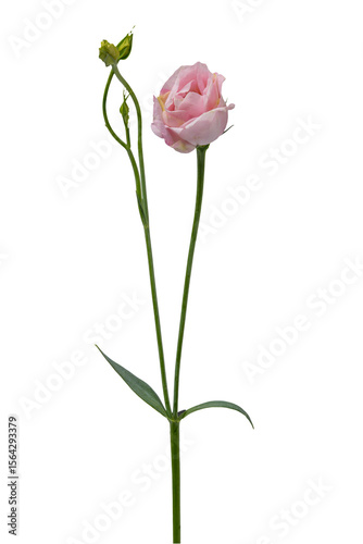 High Quality PNG of lisianthus flower, pink eustoma isolated on white background.