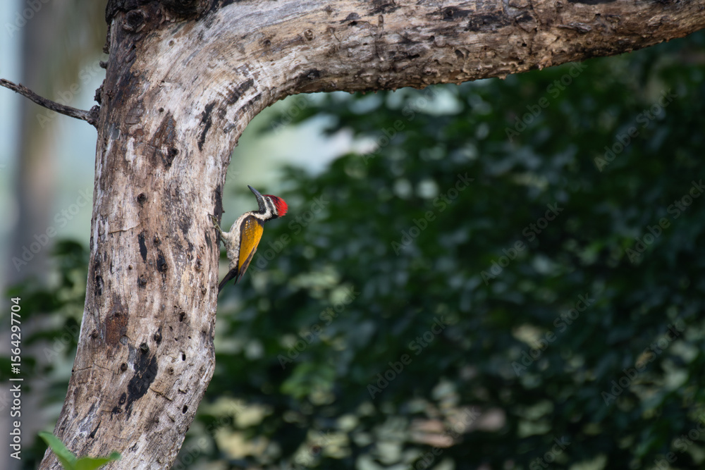 A vibrant Black rumped flameback woodpecker clings to the trunk of a tree in a lush forest. It is it natural habitat, against a softly blurred green background. A vibrant Black rumped flameback woodpecker clings to the trunk of a tree in a lush forest. It is it natural habitat, against a softly blurred green background.