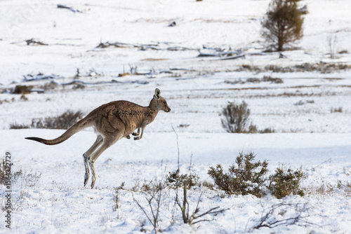 Bild auf Leinwand A brown furred Eastern Grey Australian kangaroo with joey bounding away in a snow covered field on the far South Coast of Australia