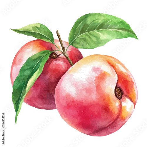 My Watercolor illustration with two nectarine painting isolated on a white background, illustration, AI painting design, vector illustration set, eps format, My illustration