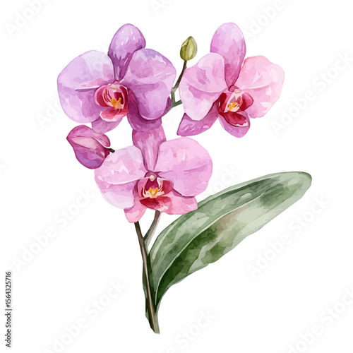 My Watercolor illustration with pink orchid branch painting isolated on a white background, illustration, AI painting design, vector illustration set, eps format, My illustration