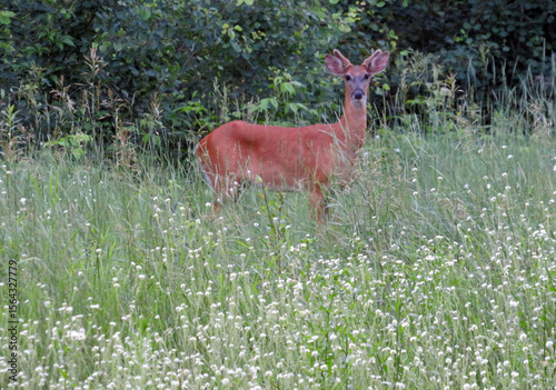 Spring Antlers