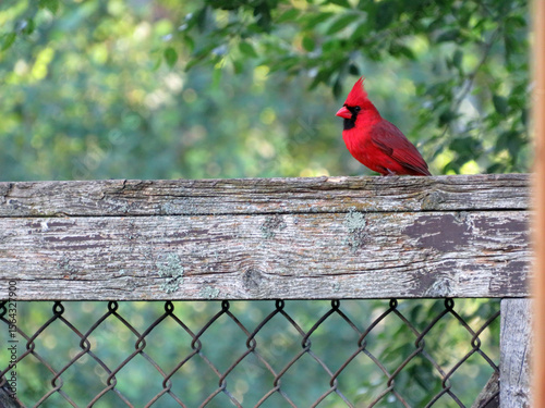 Male Cardinal Posing