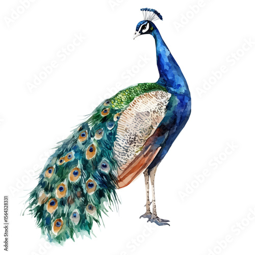 My Watercolor illustration with peacock painting isolated on a white background, illustration, AI painting design, vector set, eps format, My illustration design