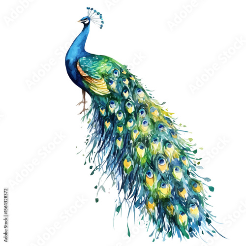 My Watercolor illustration with peacock painting isolated on a white background, illustration, AI painting design, vector set, eps format, My illustration design