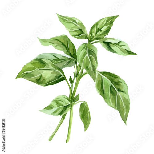 My Watercolor illustration with pesto leaves basil painting isolated on a white background, illustration, AI painting design, vector set, eps format, My illustration design