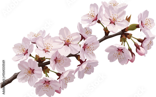 Blooming Cherry Blossom Branch with Delicate Pink Petals and Brown Stem
