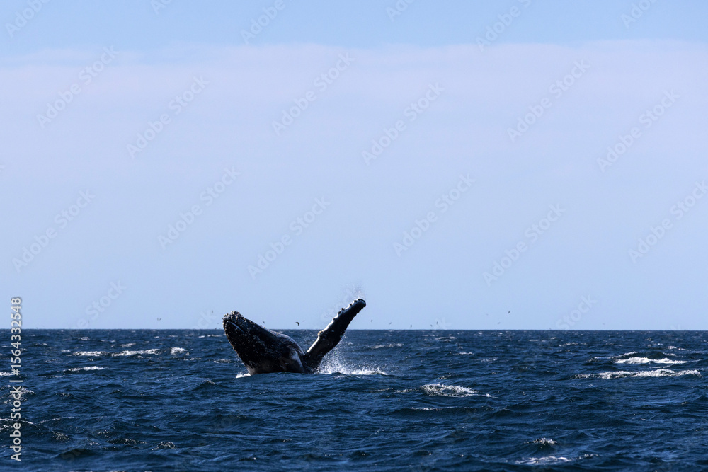 Fototapeta premium A giant humpback whale breaches high out of a dark blue ocean surface under a blue sky. Captured during a whale migration on the South East coastline of Australia.