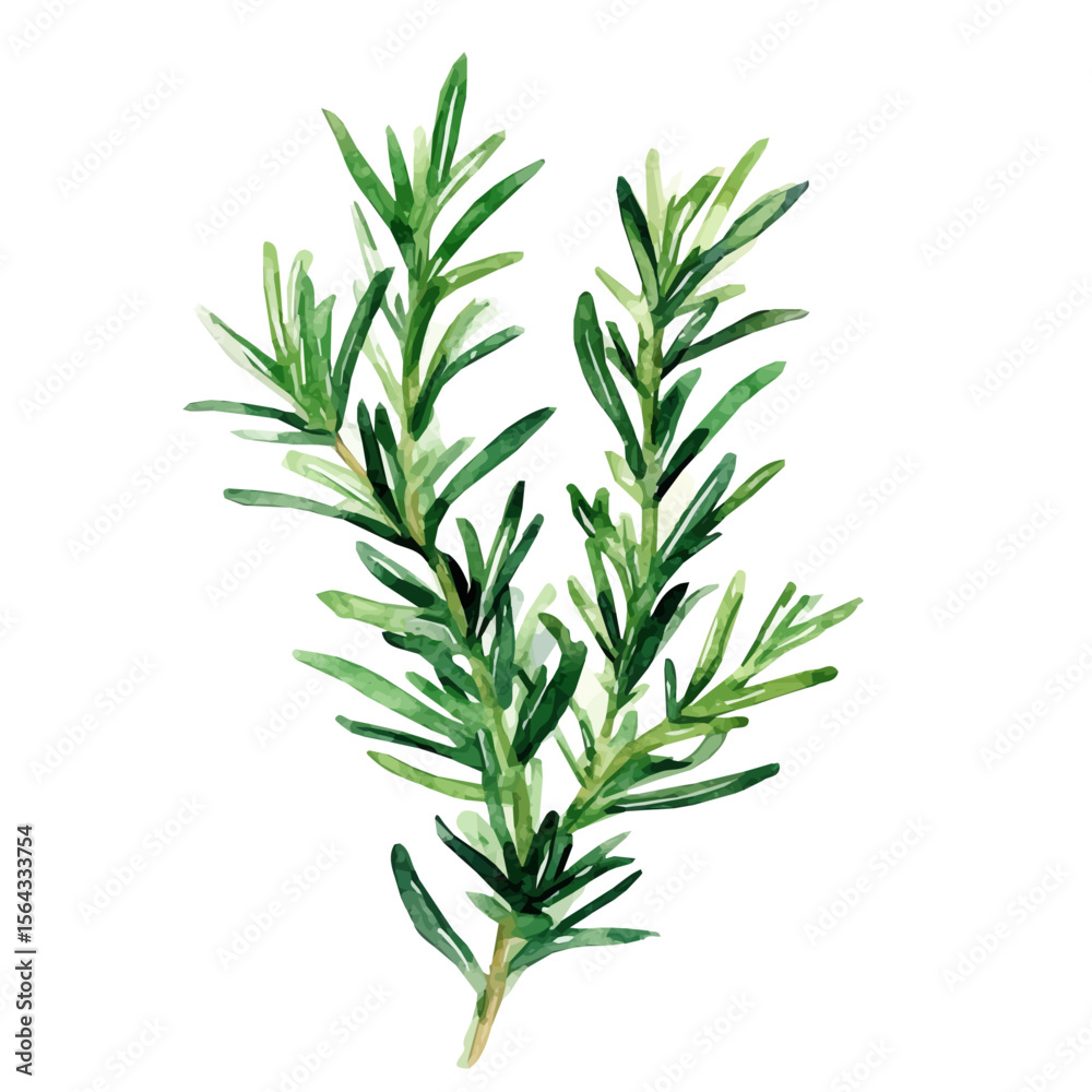 Fototapeta premium My Watercolor illustration with green rosemary painting isolated on a white background, illustration, AI painting design, vector set, eps format, My illustration design, vector collection, plant