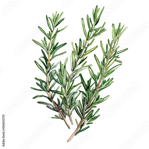 My Watercolor illustration with green rosemary  painting isolated on a white background, illustration, AI painting design, vector set, eps format, My illustration design, vector collection	