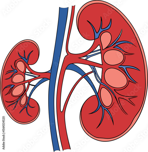 Anatomically Accurate Human Kidneys Vector Illustration on Transparent Background