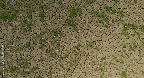 Cracked Earth and Sparse Vegetation