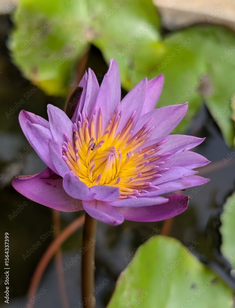 purple water lily purple water lily