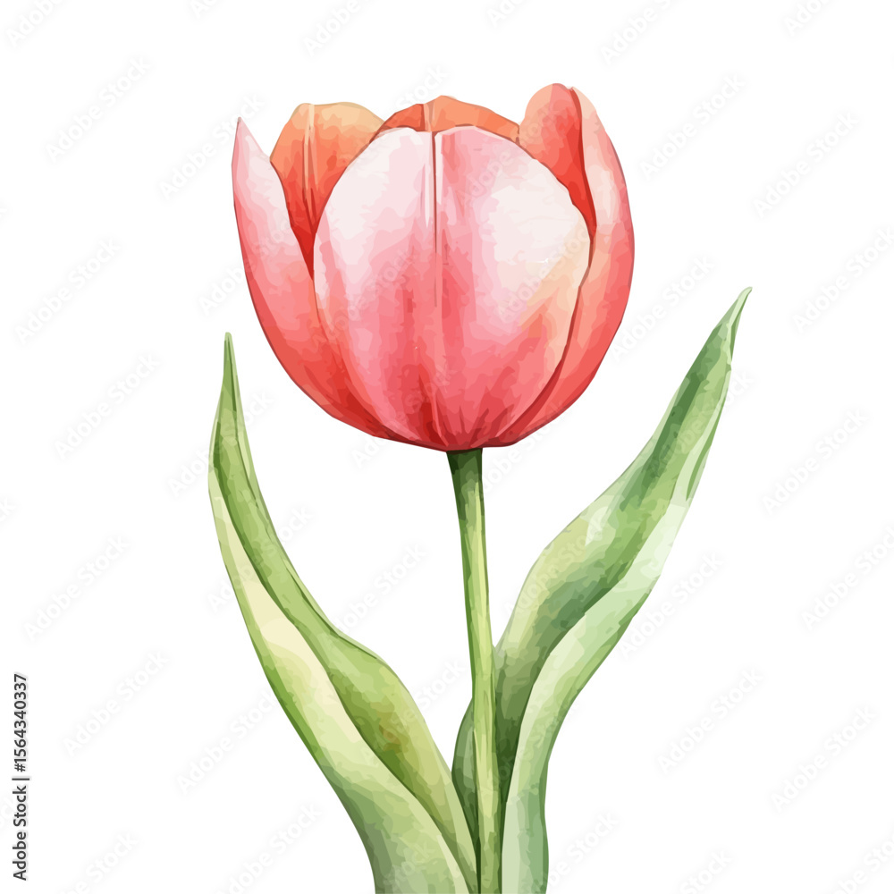 Naklejka premium My Watercolor illustration with pink tulip painting isolated on a white background, illustration, AI painting design, vector set, eps format, My illustration design