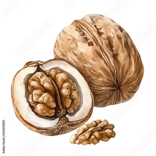 My Watercolor illustration with walnut painting isolated on a white background, illustration, AI painting design, vector set, eps format, My illustration design