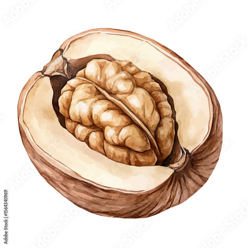 My Watercolor illustration with sliced walnut painting isolated on a white background, illustration, AI painting design, vector set, eps format, My illustration design