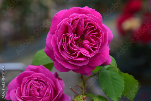薔薇