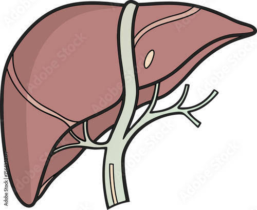 Anatomically Accurate Human Liver Vector Illustration on Transparent Background