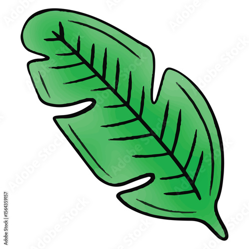 green banana palm tropical leaf. palm leaves. branch exotic plant. jungle and rainforest. stock vector cartoon flat illustration isolated on white background.