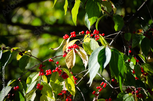 Last remnants of color on an autumn walk in the woods
