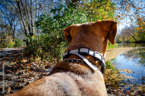 My wonderful dog enjoying the view of the creek in the woods