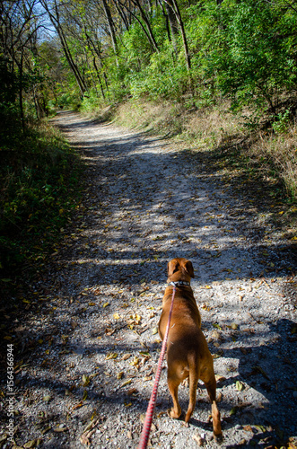 Walking my boxweiler in the park. Our favorite place. 