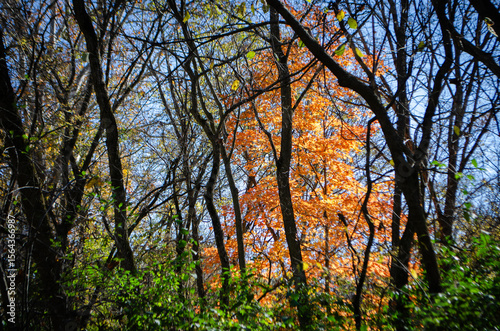 Autumn tree in the forest
