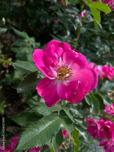 A beautiful pink William Baffin rose in the sun on a hot summer day. 