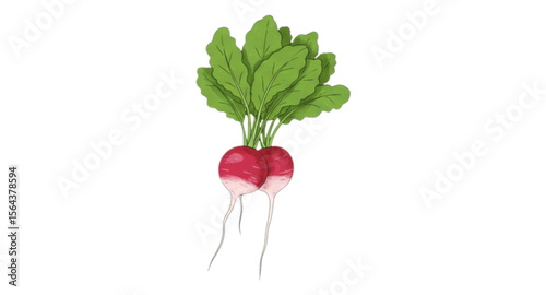 radish isolated on white background