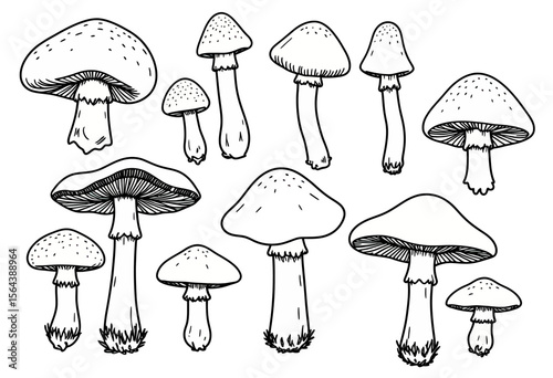 A charming hand-drawn collection of various forest mushrooms in a simple sketch style, this black and white line art set is perfect for doodles and nature themes.
