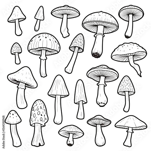 A detailed hand-drawn collection of various wild mushrooms, this black and white line art set is perfect for botanical illustrations, coloring pages, or nature designs.
