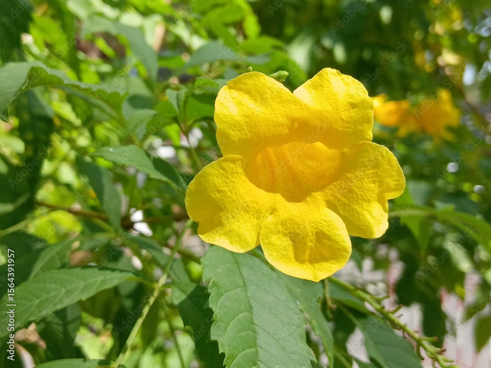 Naklejka premium Tecoma stans (L.) Kunth bright yellow in the sunlight.