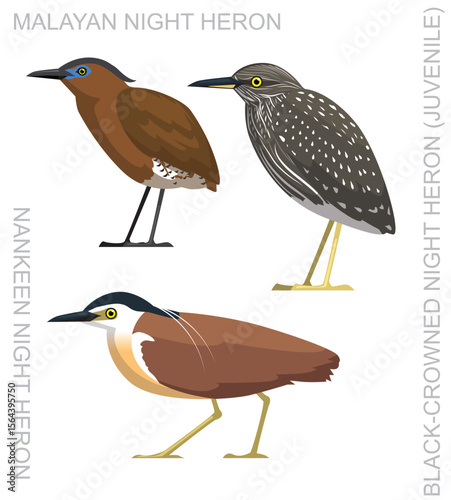 Bird Night Heron Asian Set Cartoon Vector