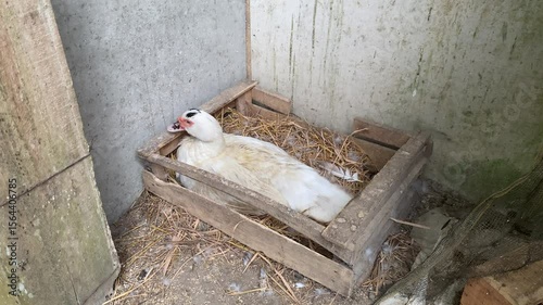 Farmyard Scene Featuring Bird Resting in Wooden Box with Straw Bedding