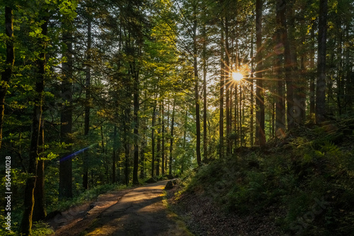 Sonnenaufgang im Wald