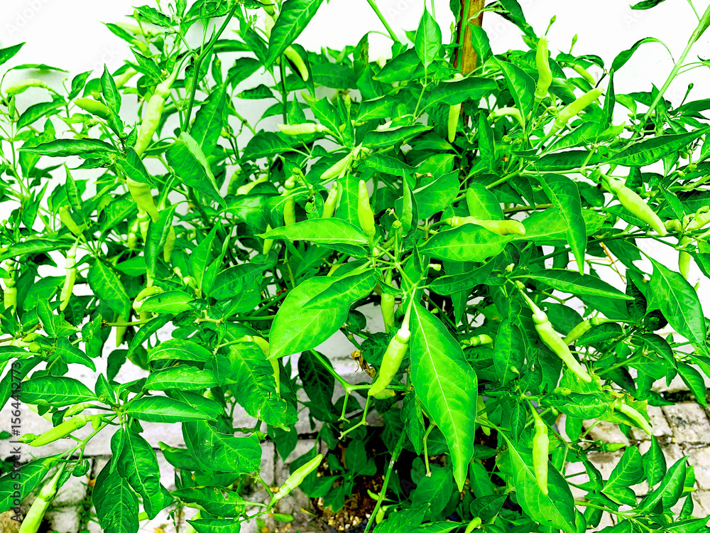 Obraz premium Close-Up of Green Chili Pepper Plant with Fresh Leaves and Growing Peppers