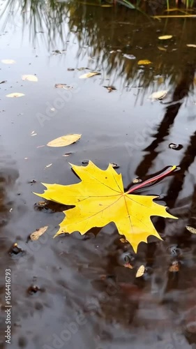 yellow maple leaf splashing in autumn rain puddle