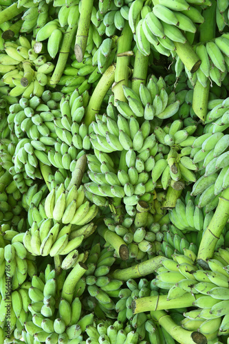 close up of fresh unripe banana, harvested tropical fruit green background