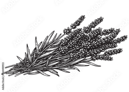 lavender leaf engraving vector style