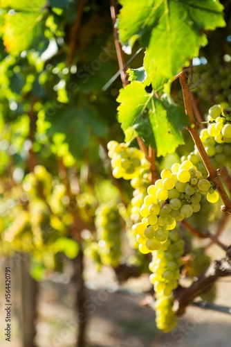 Bunches of ripe grapes on the vines