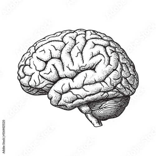 human brain in engraving vector style