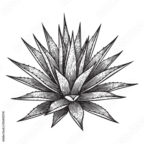 agave plant engraving vector style