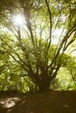 Tree in forest on sunny day