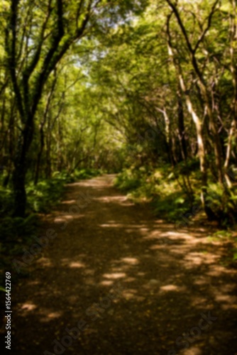 Footpath in forest with shadow