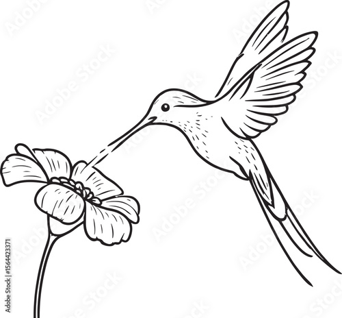 Elegant black and white line drawing of a hummingbird feeding from a delicate flower